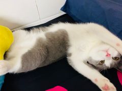 -屋虎猫馆(宝安大仟里店)