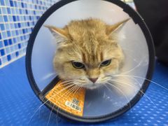 -瑞鹏宠物医院·宠保定点·心脏科·内科(御桥分院)