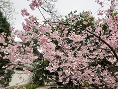 -西安青龙寺遗址景区