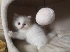 -纳吉亚猫专科动物诊疗中心(蒋宅口分院)