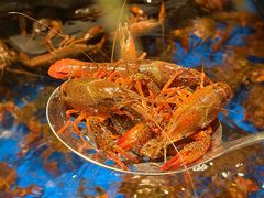 -亚马逊蒸汽活海鲜自助(LCM置汇旭辉广场店)