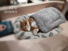 -瞄一喵猫咖(格力海岸店)