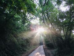 -上海佘山国家森林公园西佘山园