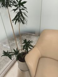 -智美品质医美