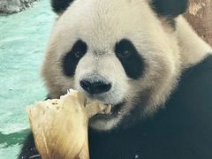 -五龙山野生动物王国