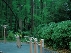 -上海共青森林公园