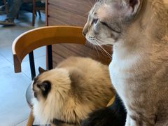 -Cafe Alice咖啡爱丽丝(奥城店)