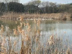 -西湖风景区-江洋畈生态公园