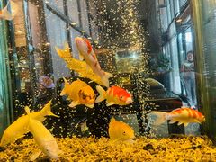 -浩运海鲜·16年专注青岛菜(石老人店)