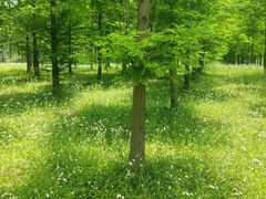 -黄海国家森林公园