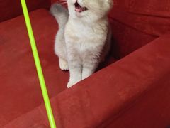 -东方名猫馆·英短金渐层布偶猫舍(环线广场1号楼店)