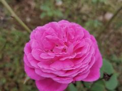 -金谷域澳洲庄园