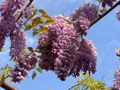 -嘉定紫藤园