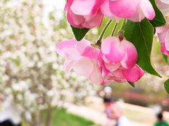 -海棠花溪(元大都城垣遗址公园)