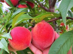 -南汇新场正宗水蜜桃采摘