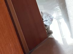 -pd派德宠物中心医院24H急重症·眼科中心·血液透析中心(嵩山北路店)