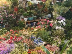 -双季花艺园艺市场(浦东店)
