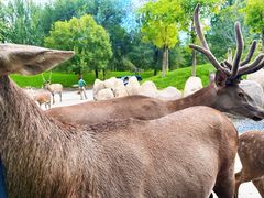 -北京野生动物园