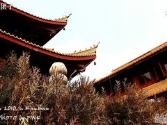 -亭林园-华藏寺