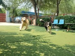 -宠物寄养训练学校
