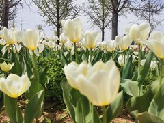 -北京国际鲜花港