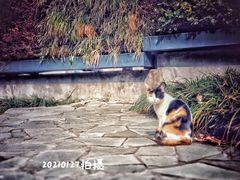 -静安公园(静安寺街道)