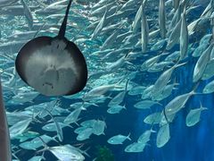 -上海海洋水族馆