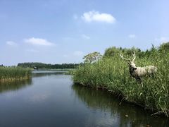 -溱湖国家湿地公园