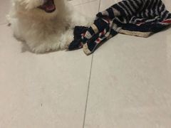 -翊宠yipet猫狗购宠庄园犬舍•猫舍