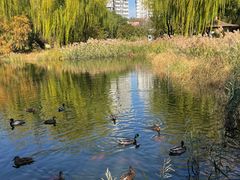 -三忘湖 SWANSEEN(柳荫公园店)