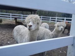 -哈尔滨北方森林动物园