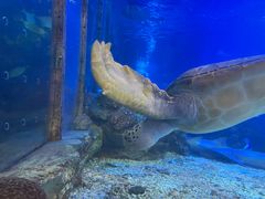 -太平洋海底世界