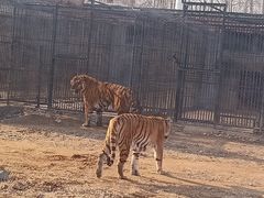 -秦皇岛野生动物园