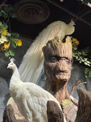 -Zoolung Zoolung动物主题公园(海信广场店)