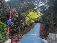 -黄埔油麻山森林公园