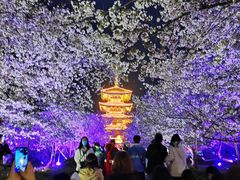 -东湖磨山景区樱花园-停车场