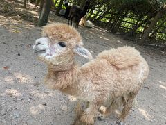 -常州淹城野生动物世界