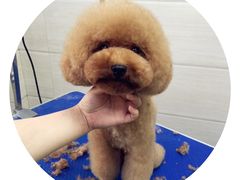 -芭比堂动物医院·心脏专科·夜诊·吉雅分院