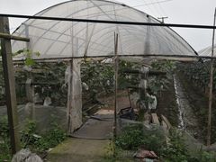 -马陆小张葡萄园农家乐