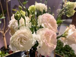 -花隐·美芙炫海菲秀皮肤管理中心