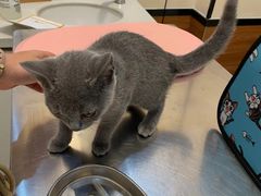 -艾贝尔宠物医院 ·内科全科(梁溪路店)