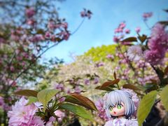 -上海共青森林公园