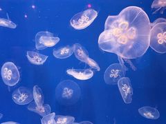 -福州罗源湾海洋世界旅游区