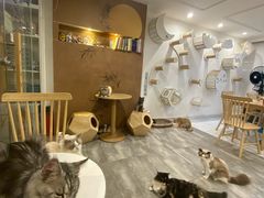 -楼上猫咖(罗湖店)
