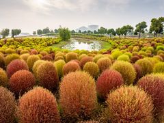 -春花秋色城市公园