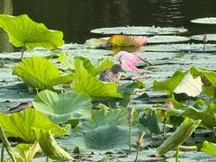-胖媳妇烧洋芋(螺峰街总店)