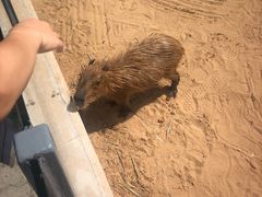 -西霞口神雕山野生动物世界