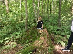 -五营红松林海景区