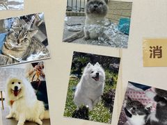 -爱妮康宠物医院·干细胞免疫细胞·肿瘤·心脏(张江店)