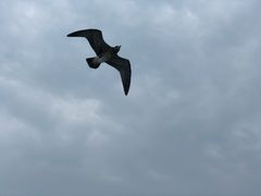 -海驴岛(荣成市)